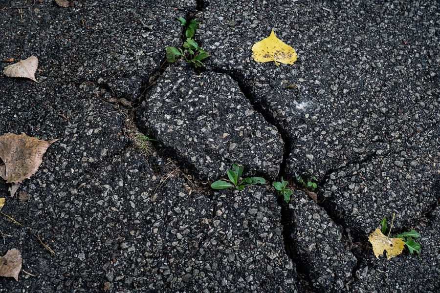 sustainable palm oil