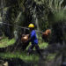 Indonesian Workers Coalition Wants Specific Labor Law for Indonesian Palm Oil Sector