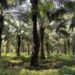 Sawit Watch : Omnibus Law Worsens Working Conditions for Female Oil Palm Workers