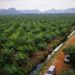 Oil Palm Farmers Want Regulation on Boosting Productivity extended