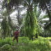 RSPO Sees 2,149 Oil Palm Smallholders Join Its Sustainability Agenda In 2020