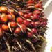 Indonesian Posts Lower CPO Production, Exports and Domestic Consumption in May: GAPKI