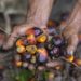 CPOPC Calls on Producing Countries to Jointly Fight Black Campaign Against Palm Oil